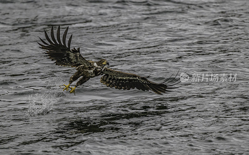 白头鹰(Haliaeetus leucocephalus)是一种发现于北美的猛禽。位于查塔姆海峡巴拉诺夫岛卡斯尼库湾的隐藏瀑布。阿拉斯加。一只飞翔和钓鱼的少年。